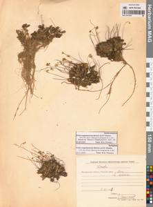 Draba magadanensis Berkut. & A.P.Khokhr., Siberia, Chukotka & Kamchatka (S7) (Russia)