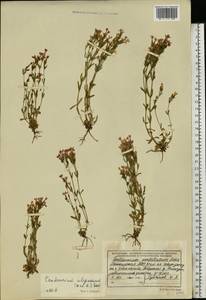 Centaurium uliginosum (Waldst. & Kit.) Fritsch, Eastern Europe, Eastern region (E10) (Russia)