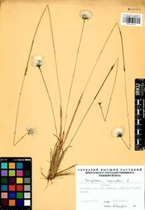 Eriophorum vaginatum L., Siberia, Baikal & Transbaikal region (S4) (Russia)