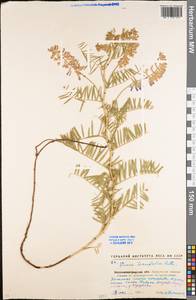 Vicia tenuifolia Roth, Eastern Europe, North Ukrainian region (E11) (Ukraine)