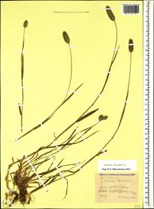Phleum alpinum L., Caucasus, Krasnodar Krai & Adygea (K1a) (Russia)