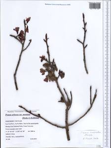 Prunus campanulata Maxim., South Asia, South Asia (Asia outside ex-Soviet states and Mongolia) (ASIA) (Vietnam)