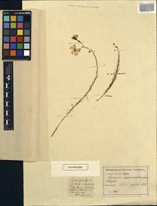 Linum austriacum subsp. squamulosum (Juz.), Unclassified