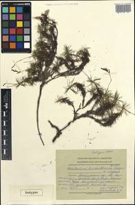 Acantholimon linczevskianum Lazkov, Middle Asia, Western Tian Shan & Karatau (M3) (Kyrgyzstan)