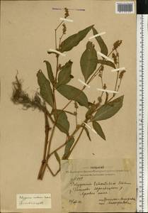 Persicaria lapathifolia (L.) Gray, Eastern Europe, Central forest region (E5) (Russia)