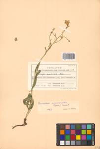 Guenthera persica subsp. persica, Eastern Europe, Central forest-and-steppe region (E6) (Russia)