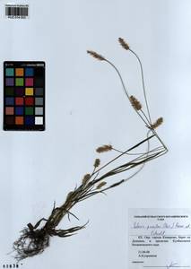 Setaria pumila (Poir.) Roem. & Schult., Siberia, Altai & Sayany Mountains (S2) (Russia)