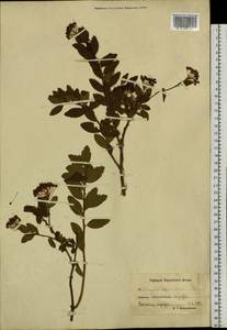 Spiraea media Schmidt, Siberia, Chukotka & Kamchatka (S7) (Russia)