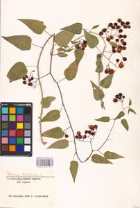 MHA 0 158 710, Solanum dulcamara L., Eastern Europe, Lower Volga region (E9) (Russia)