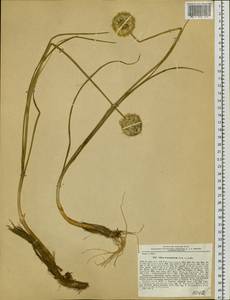 Allium leucocephalum Turcz. ex Ledeb., Siberia, Baikal & Transbaikal region (S4) (Russia)