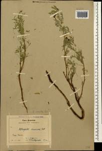Astragalus cornutus Pall., Caucasus, Armenia (K5) (Armenia)