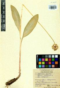 Allium microdictyon Prokh., Siberia, Baikal & Transbaikal region (S4) (Russia)