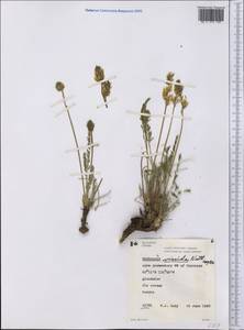 Oxytropis viscida Torr. & A.Gray, America (AMER) (Canada)