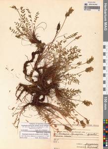 Oxytropis evenorum Jurtzev & A.P.Khokhr., Siberia, Chukotka & Kamchatka (S7) (Russia)