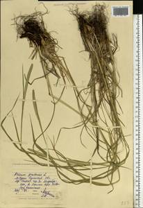 Phleum pratense L., Eastern Europe, North Ukrainian region (E11) (Ukraine)