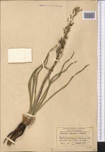 Eremurus inderiensis (M.Bieb.) Regel, Middle Asia, Muyunkumy, Balkhash & Betpak-Dala (M9) (Kazakhstan)