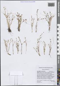 Juncus bufonius L., Western Europe (EUR) (Spain)