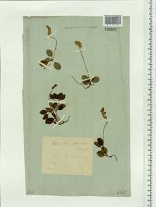 Orthilia secunda (L.) House, Siberia, Baikal & Transbaikal region (S4) (Russia)