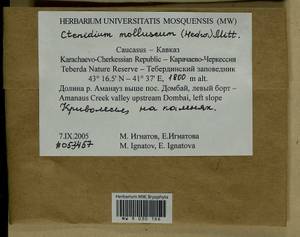 Ctenidium molluscum (Hedw.) Mitt., Bryophytes, Bryophytes - North Caucasus & Ciscaucasia (B12) (Russia)