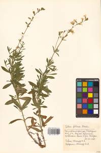 Silene foliosa Maxim., Siberia, Russian Far East (S6) (Russia)