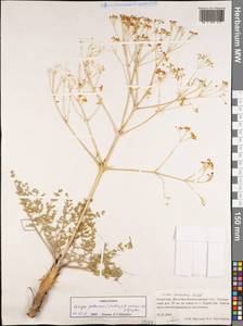 Prangos odontalgica (Pall.) Herrnst. & Heyn, Middle Asia, Muyunkumy, Balkhash & Betpak-Dala (M9) (Kazakhstan)