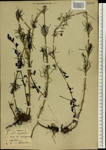 Galium verum L., Eastern Europe, Belarus (E3a) (Belarus)