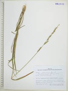 Beckmannia syzigachne (Steud.) Fernald, Siberia, Russian Far East (S6) (Russia)