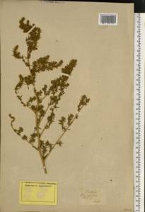 Bassia hyssopifolia (Pall.) Kuntze, Eastern Europe, Lower Volga region (E9) (Russia)