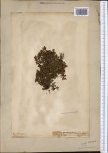 Kalmia procumbens (L.) Gift, Kron & P. F. Stevens, Western Europe (EUR) (Sweden)