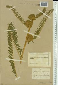 Astragalus alopecurus Pall. ex DC., Siberia, Altai & Sayany Mountains (S2) (Russia)