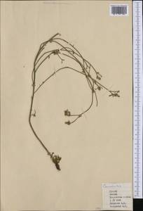 Convolvulus, Western Europe (EUR) (Greece)