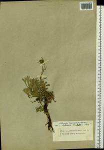 Artemisia kruhsiana Besser, Siberia, Chukotka & Kamchatka (S7) (Russia)