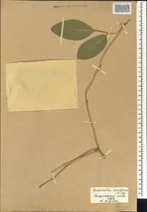 Canavalia ensiformis (L.)DC., Africa (AFR) (Mali)