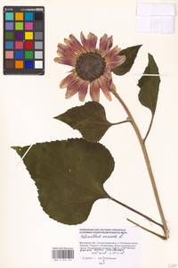 Helianthus annuus L., Eastern Europe, Moscow region (E4a) (Russia)