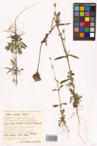 Silene aprica Turcz. ex Fisch. & C. A. Mey., Siberia, Russian Far East (S6) (Russia)