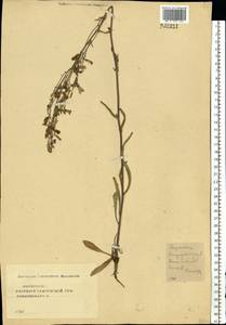 Campanula sibirica L., Eastern Europe, Central forest-and-steppe region (E6) (Russia)