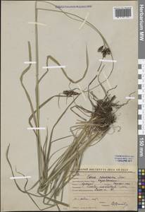 Carex caucasica Steven, Middle Asia, Western Tian Shan & Karatau (M3) (Kyrgyzstan)