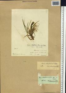 Carex krascheninnikovii Kom. ex V.I.Krecz., Siberia, Chukotka & Kamchatka (S7) (Russia)
