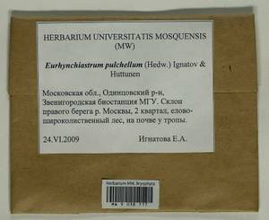 Eurhynchiastrum pulchellum (Hedw.) Ignatov & Huttunen, Bryophytes, Bryophytes - Moscow City & Moscow Oblast (B6a) (Russia)