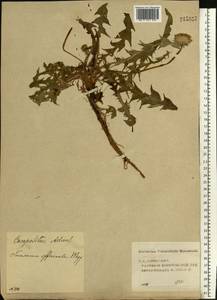 Taraxacum officinale Weber ex F. H. Wigg., Eastern Europe, Volga-Kama region (E7) (Russia)