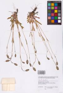 Silene, Siberia, Western Siberia (S1) (Russia)