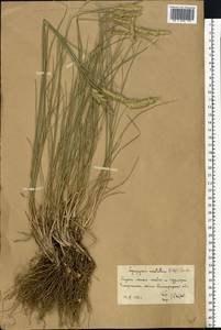 Agropyron cristatum (L.) Gaertn., Eastern Europe, Lower Volga region (E9) (Russia)