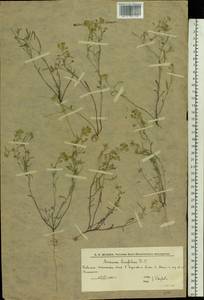 Meniocus linifolius (Stephan ex Willd.) DC., Eastern Europe, Lower Volga region (E9) (Russia)