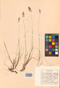 Anthoxanthum monticola (Bigelow) Veldkamp, Siberia, Russian Far East (S6) (Russia)