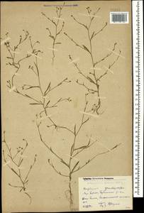 Bupleurum marschallianum C. A. Mey., Caucasus, Dagestan (K2) (Russia)