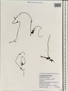 Cuscuta japonica Choisy, South Asia, South Asia (Asia outside ex-Soviet states and Mongolia) (ASIA) (Vietnam)