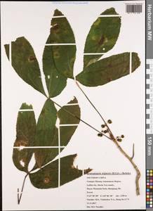 Brassaiopsis tripteris (H.Lév.) Rehder, South Asia, South Asia (Asia outside ex-Soviet states and Mongolia) (ASIA) (China)