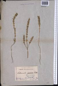Lallemantia baldshuanica Gontsch., Middle Asia, Pamir & Pamiro-Alai (M2)