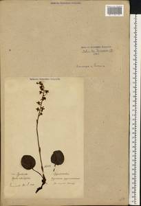 Pyrola rotundifolia L., Eastern Europe, Estonia (E2c) (Estonia)