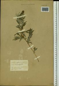 Artemisia vulgaris L., Siberia, Altai & Sayany Mountains (S2) (Russia)